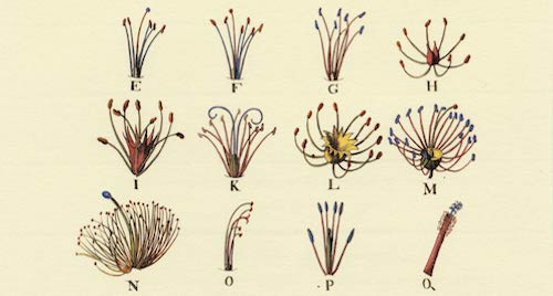 Linnaeus_systema_naturae-