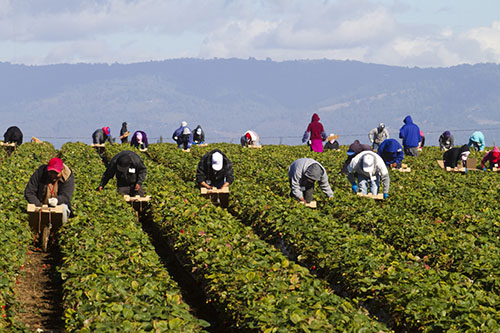 Farmworkers_in_field-